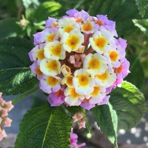 Meet your Posher, Brenda